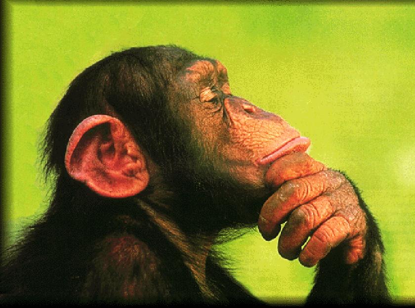 chimp-thinking.jpg